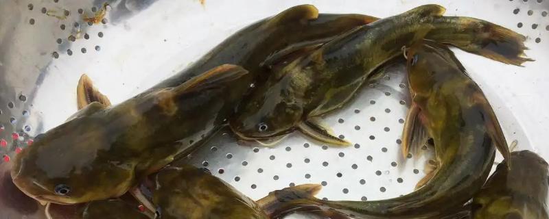 黄骨鱼养殖风险大吗，没有技术的前提下风险会比较大