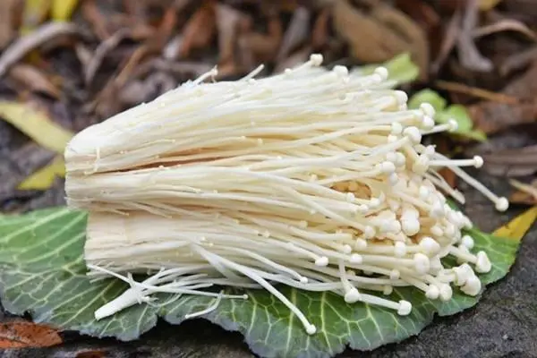金针菇二次种植方法